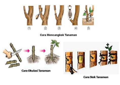 cara perbanyakan tanaman secara generatif  Tanaman sirsak termasuk kelas Dicotyledoneae yang lebih sering diperbanyak secara generatif